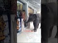 ช้างน่ารัก elephant funny animals