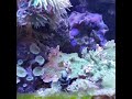 Snowflake eel feeding in mixed reef tank