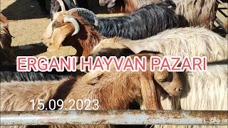 Ergani hayvan pazarı 15.09.2023