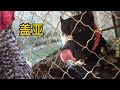 加纳利犬越狱之后飞檐走壁，被主人一顿毒打，它会咬主人吗？