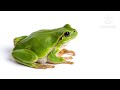 மழைக்காலம் தவளை ஏன் சத்தமிடுகிறது யோசித்தது உண்டா rainy season frog creats sound why daily