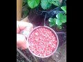 PAKAI 3 JENIS PUPUK INI AGAR STRAWBERRY BERBUAH LEBAT#shorts#strawberry#pupukstrawberry#shortsvideo