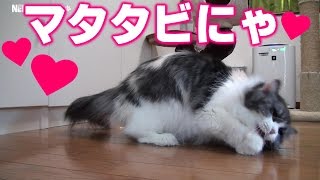 マタタビでご機嫌なラガマフィン猫コバン♥Catnip \u0026 cute cat