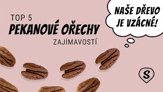 Dřevo pekanových ořechů je vzácné | TOP 5 Zajímavostí o Pekanech