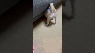 ソファーの下に何かあるのかな？#犬 #チワワ #可愛い #癒し動画 #癒し #おもしろ動画