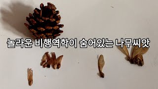 비행역학이 숨어있는 씨앗의 비밀 : 솔씨,  중국단풍나무씨(느릅나무씨앗이 아닌 중국단풍나무씨앗입니다)  죄송해요!!!