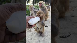 Dudu piyenge 🍼🐵 trending song #bandar #monkeyvideo #monkey 0471