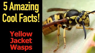 5 Fascinating Facts About Yellow Jacket Wasps