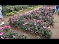 2025.01 northern blossom flower farm atok benguet walk tour 🌸🌺🌼🌹🌷🌻