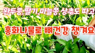 홍화나물로 뼈건강 챙겨요#딸기#완두콩#마늘쫑#홍화씨#홍화나물