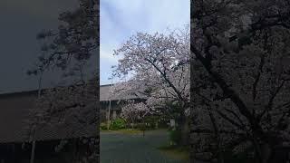 2023年3月25日 京都の桜は満開だとか 山科 毘沙門堂 #cherryblossom