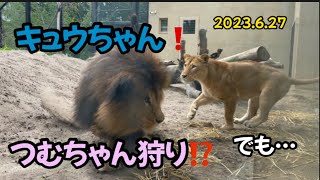 2023.6.27ライオンの丘での出来事🦁#茶臼山動物園 #臼三#つむぎ #ライオンの丘