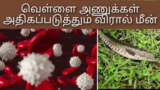 இரத்தத்தில் வெள்ளை அணுக்கள் அதிகப்படுத்தும் விரால் மீன்