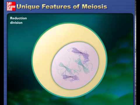 What are unique meiosis characteristics?
