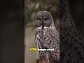 tau ga cuy kenapa burung ini jadi ikon kebijaksanaan burunghantu owl discovery animals