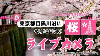 🌸桜ライブカメラ🌸東京目黒川沿い　2024年4月10日(水)