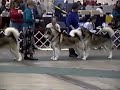 1991 alaskan malamute dog show cobo hall 1991 part 2