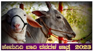 ಹೇಮಗಿರಿಯ ಬಾರಿ ದನಗಳ ಜಾತ್ರೆ 2023 #ಹಳ್ಳಿಕಾರ್#hallikarcalf#hallikarbulls#hallikarspirit