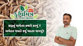 જીરુંનું વાવેતર કયારે કરવું ? વાવેતર વખતે કયું ખાતર વાવવું ?