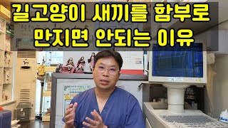 길고양이 새끼를 함부로 만지면 안되는 이유