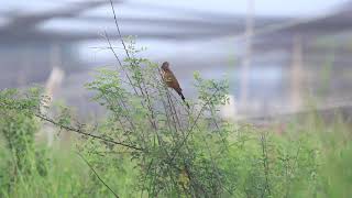 ♪鳥くん野鳥動画（タイThaiPT）バンケン20200109JO6A9028