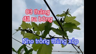 Chưa tới 03 tháng, NHO trồng thùng xốp đã chí chóe Ra Bông | Nguyên lý đầu xuôi đuôi lọt