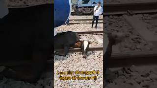 Loco pilot saves animal's life by applying emergency brake #shorts #locopilot #railway