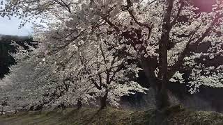 虎山の千本桜　７