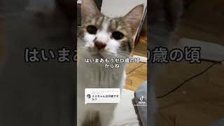 【コメント返信】天才猫ミミちゃんは何歳？#shorts