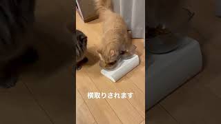 ご飯を横取りする猫とされる猫 🐈🐈‍⬛#ラガマフィン