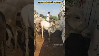 குந்தாரப்பள்ளி சந்தை 11.08.3023 #ksvenkatvlogs #cow #cattlemarket #krishnagiri