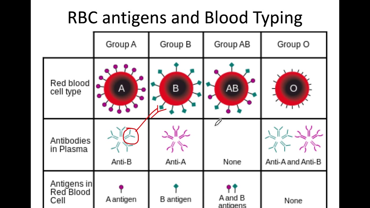 12 Blood Typing - YouTube