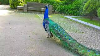 # peacock # Tausi ndege mwenye maringo na sauti nzuri yakuvutia