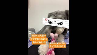 【超ショートおまけウラン】Snowのアプリで犬用のスタンプを見つけて遊んでみた😂寝起きで遊んだからまさかの怒り顔🤣 #シュナウザーとの日常