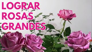 rosas y rosales salvar para que  tengan grandes flores Chuyito Jardinero
