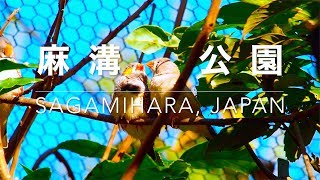 Asamizo Park, Japan 麻溝公園 | Latte ラテ - a dog's story