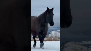 That winter coat is just 🔥😍 #blueroan #blackhorse #horse #vlog #love #viral #pov #vantablack