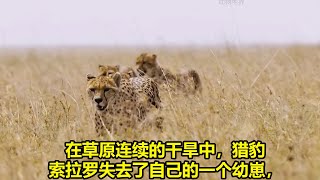 [ 動物世界 ] 在草原连续的干旱中，猎豹索拉罗失去了自己的一个幼崽，猎豹庐卡兄弟倒是平安度过了旱季