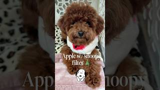 Merry Christmas 🎄🎁😂 #poodle #apple #pets #funny #cute #snoopy #shortsfeed #shortvideo #toypoodle