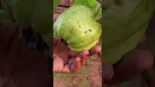 Taiwan జామా చిన్న చెట్టుకే ఎన్ని వచ్చాయో#gardening #harvest #guava