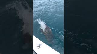 Giant Grouper Eats my Fish #Shorts