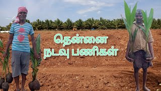 தென்னை நடவு பணிகள் #coconut #agriculture