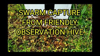 Observation Hive Honeybee Swarm Capture