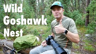 Visiting a Wild Northern Goshawk Nest In Wyoming