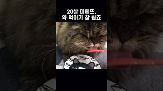 20살 고양이, 미에뜨 약먹이기 참 쉽죠?