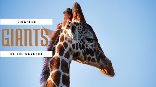 Animal Facts Giraffes: Majestic Giants of the Savanna | Animal Kingdom Nature