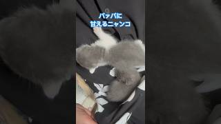 ネコと子ネコとおじさんの時々バァバ　バァバに甘えるニャンコ　#shorts #cat #cats #猫 #保護猫 #子猫 #kitty