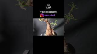 본편은 제목 상단을 클릭해주세요!#多肉植物 #CACTUS #CAUDEX #괴근식물