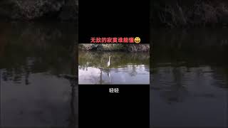 此等音律，岂是你鳄族能懂！其实我就是装装逼，见笑见笑