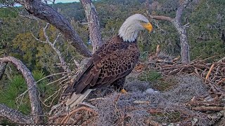 Gabby doesn't want to incubate the eggs, Beau's night shift American Eagle Foundation